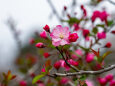 咲き始めた花海堂