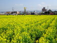 明るい春 いっぱいの菜の花