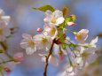 大島桜