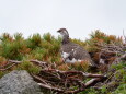 白馬乗鞍岳の雄雷鳥4