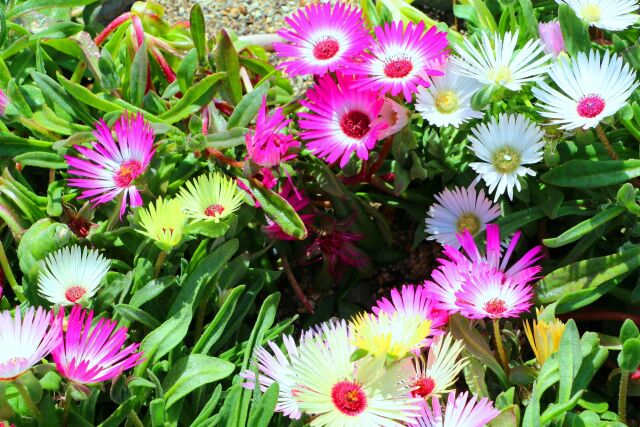 リビングストーンデージー