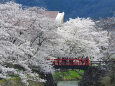 桜の季節 3