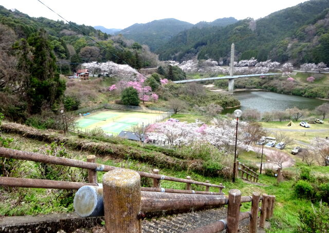 桜が咲いている湖の公園