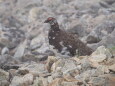 小蓮華山の雄雷鳥