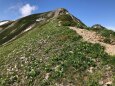 鹿島槍のお花畑