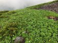 小蓮華山のお花畑
