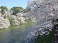千鳥ヶ淵