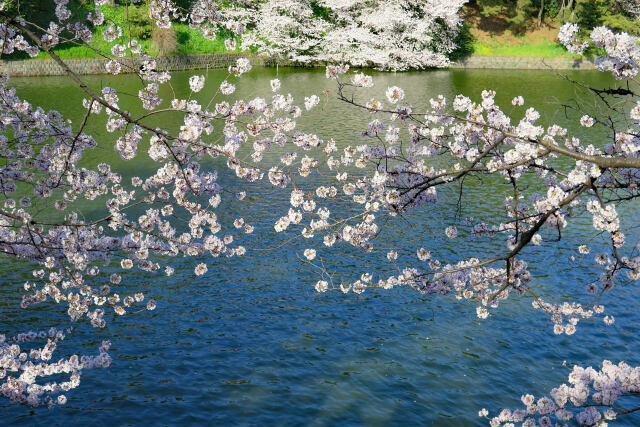 千鳥ヶ淵の桜