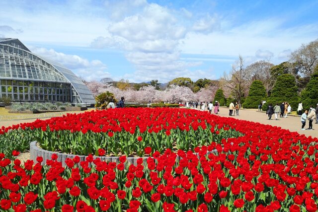 春の京都府立植物園