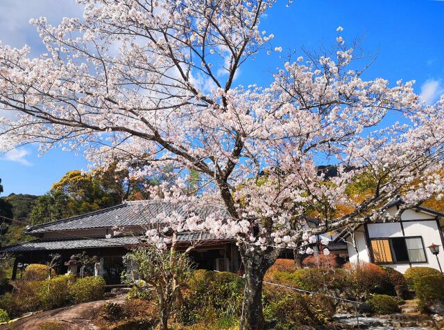 桜と古民家カフェ