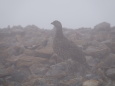 白馬岳の雌雷鳥