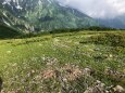 雷鳥坂にて