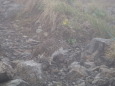 白馬岳の雌雷鳥2