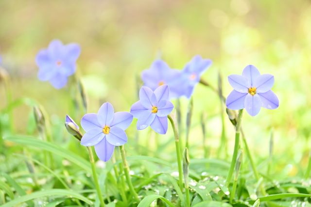 陽ざしのイフェニオン