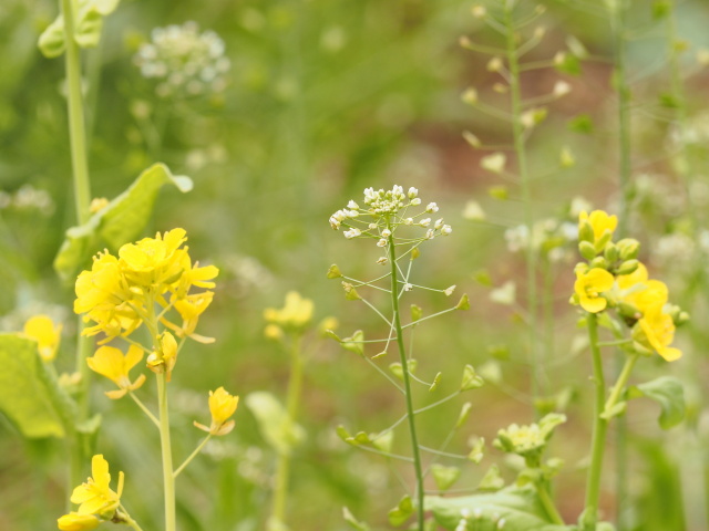ぺんぺん草と菜の花
