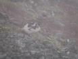 白馬岳の雄雷鳥