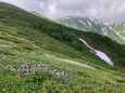 雷鳥坂にて