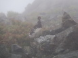 白馬岳の雄雷鳥2