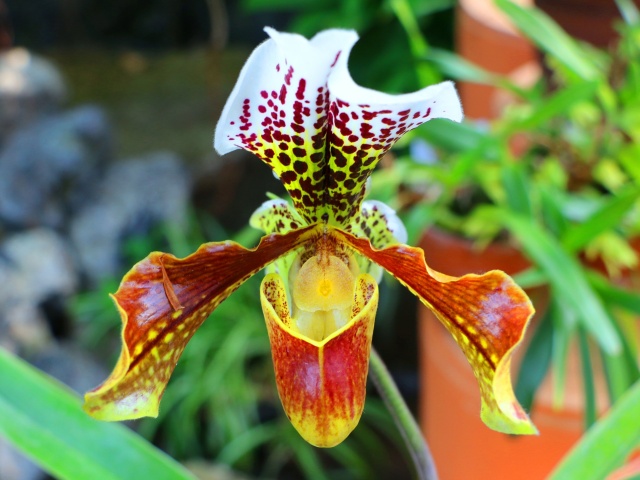 パヒィオペディラム