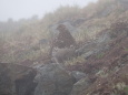 白馬岳の雌雷鳥3