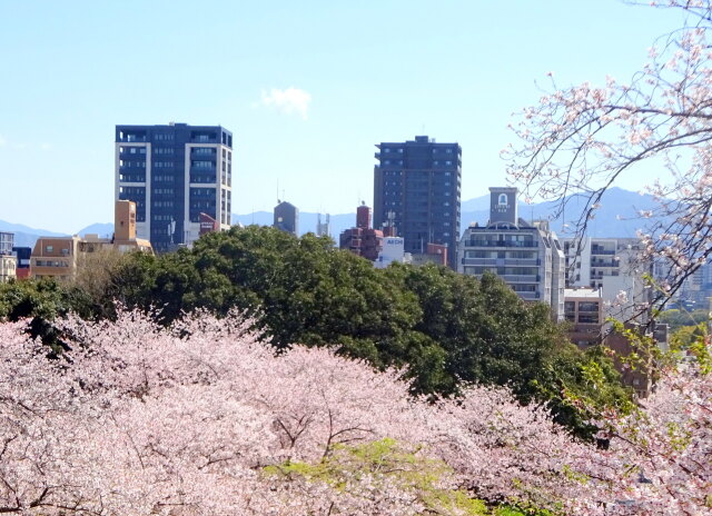 桜の花咲く公園から