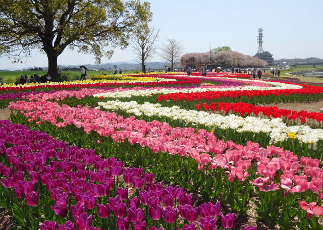 一面に広がる楽しい春