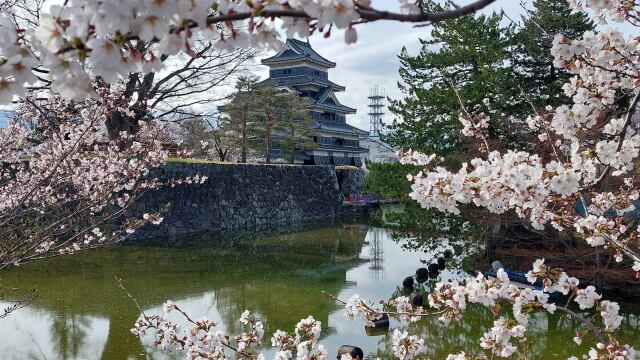 サクラと信州松本城