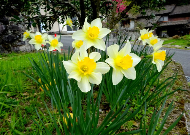 通りに咲いている水仙