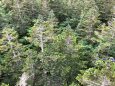 山の松ぼっくり