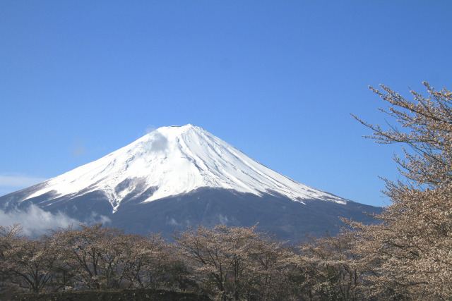 桜に富士山
