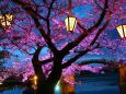 錦帯橋ライトアップ