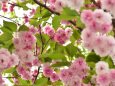 八重桜