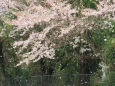 桜の季節 21 花(桜)吹雪