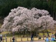 根尾谷薄墨桜
