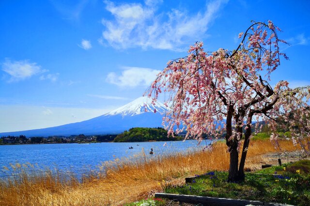 春の河口湖