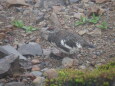継子岳の雄雷鳥