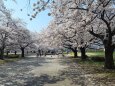 夏を待つサクラ
