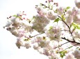 八重桜