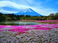 本栖湖芝桜