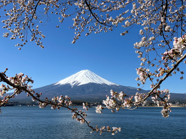 桜の花に囲まれて
