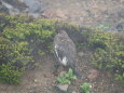継子岳の雄雷鳥2