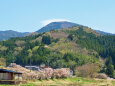 春の山里 満開の三徳桜