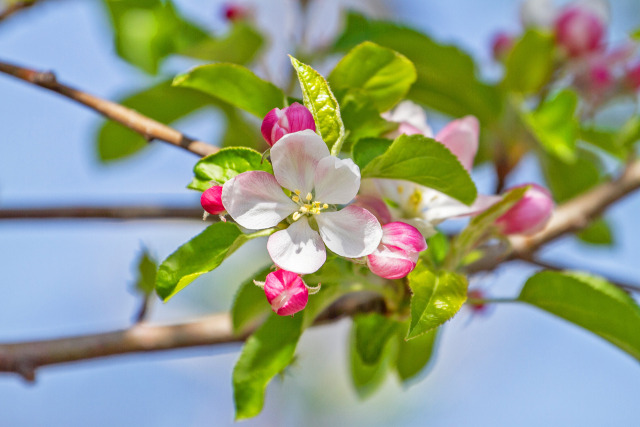 りんごの花