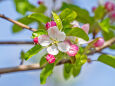 りんごの花