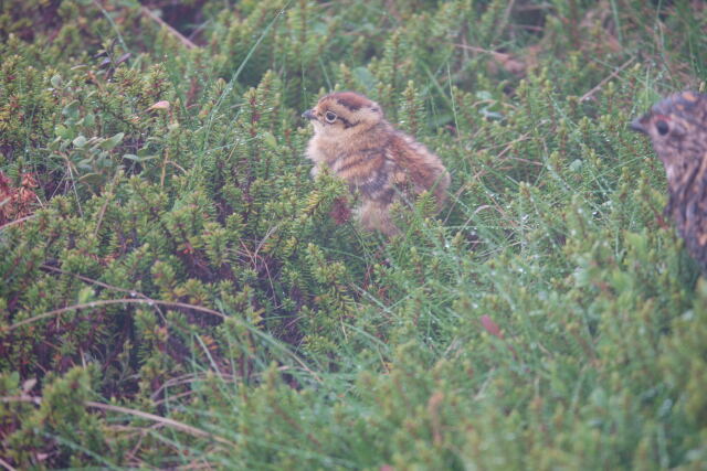 継子岳のチビ雷鳥
