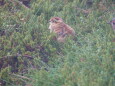 継子岳のチビ雷鳥
