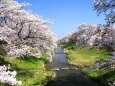 藤田川ふれあい桜