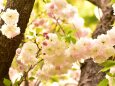 八重桜