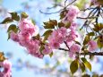八重桜