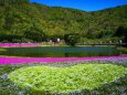水辺のハート芝桜